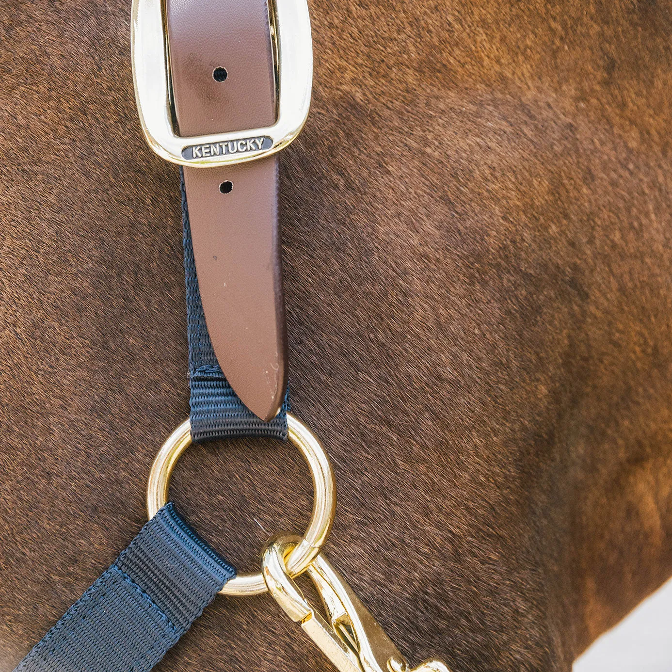 Kentucky Horsewear Nylon Breakaway Headcollar - Navy