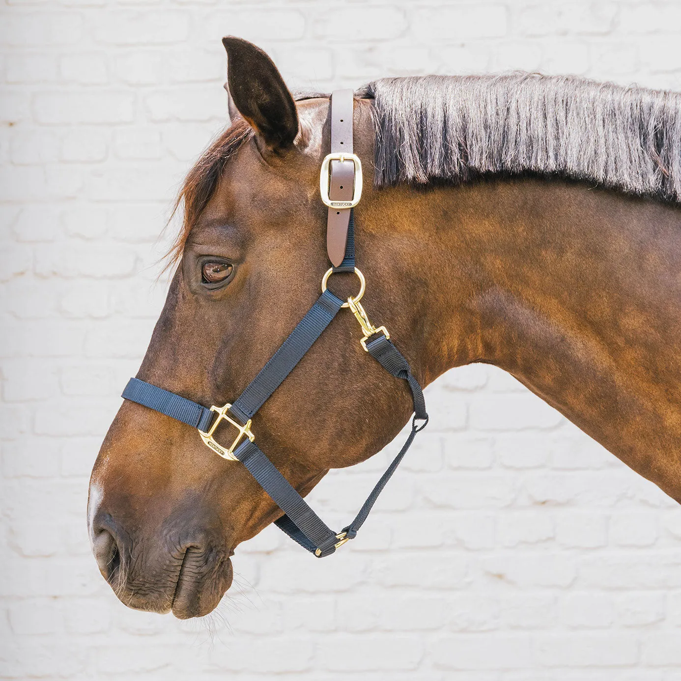 Kentucky Horsewear Nylon Breakaway Headcollar - Navy