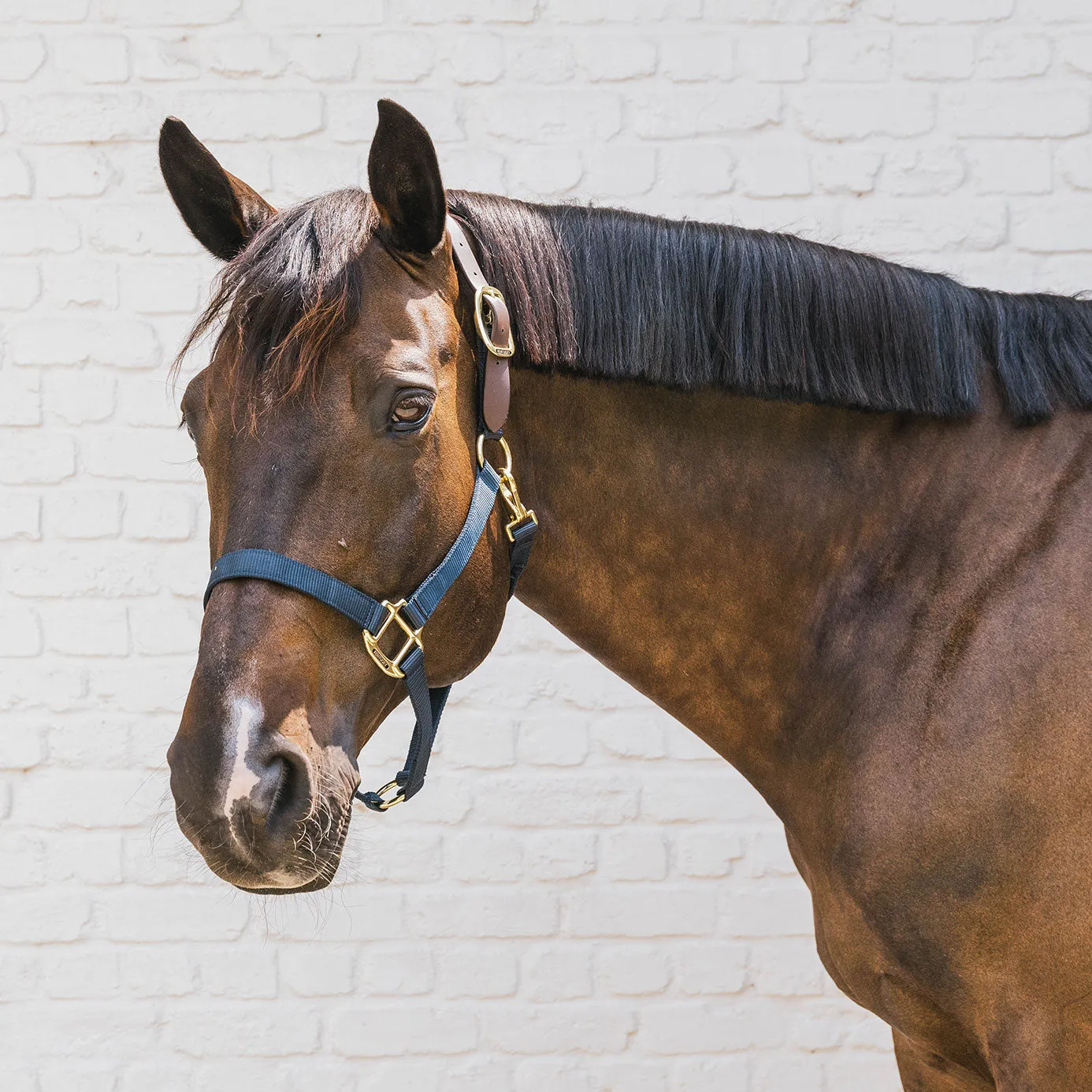 Kentucky Horsewear Nylon Breakaway Headcollar - Navy