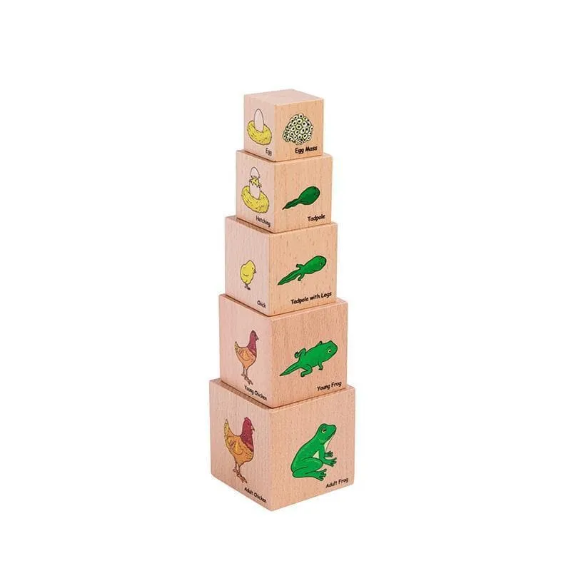 Lifecycle Wooden Blocks